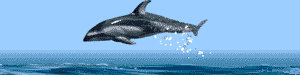 dolphin-01.gif